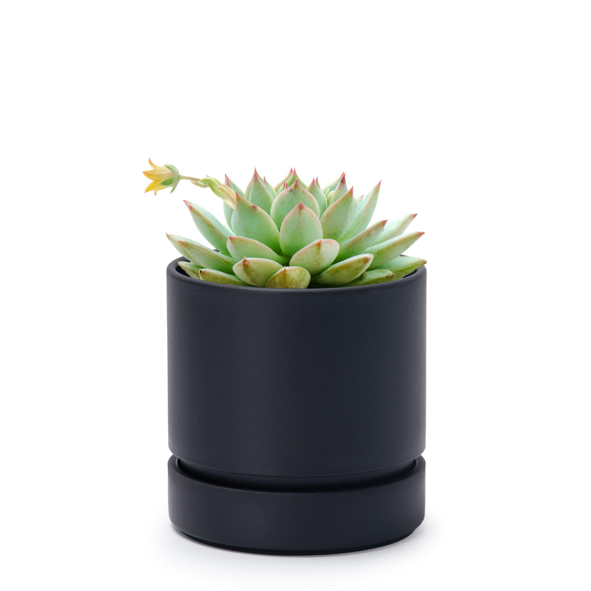 Phoenix Vine 4-inch planter with drainage hole for proper water flow.