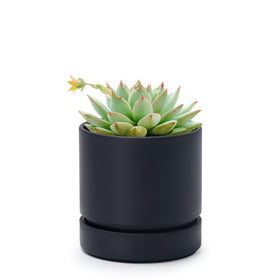 Phoenix Vine 4-inch planter with drainage hole for proper water flow.