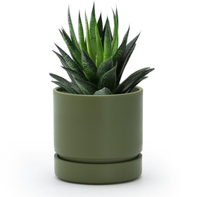 Phoenix Vine 4-Inch Olive Planter, front view, ideal for compact desk plants.