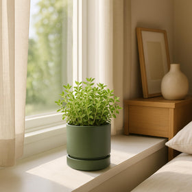 Phoenix Vine 4-Inch Olive Planter on a windowsill, perfect for herbs and succulents.