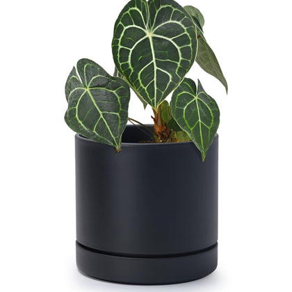 Phoenix Vine 6-inch planter pot in matte black, front view for stylish indoor greenery.