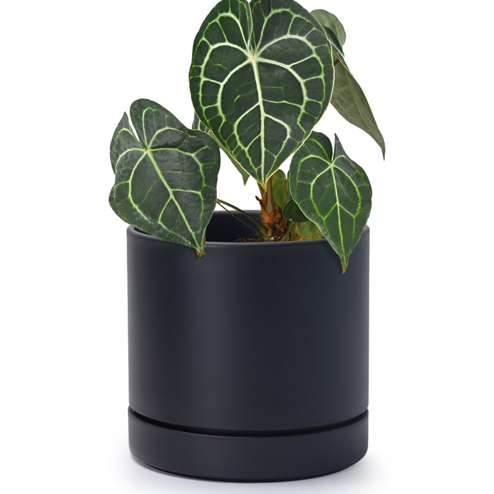 Phoenix Vine 6-inch planter pot in matte black, front view for stylish indoor greenery.
