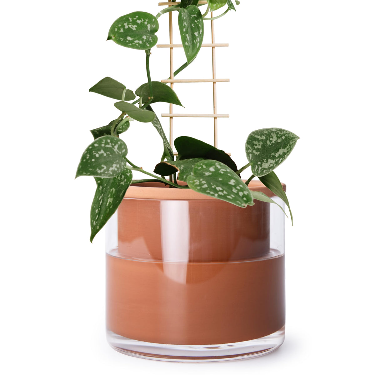 Phoenix Vine 6-In self-watering pot front view ideal for low-maintenance indoor greenery.