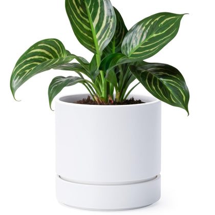 Phoenix Vine 6-inch planter with drainage hole and saucer for healthy watering.