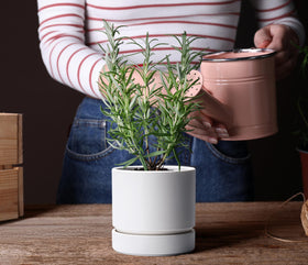 Phoenix Vine matte white planter for a clean, minimalist look.
