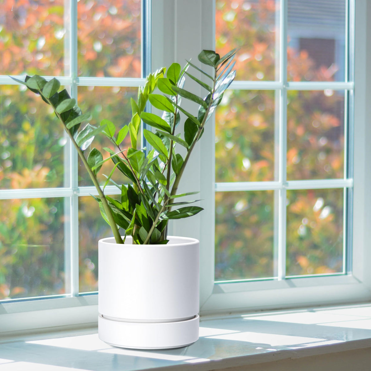 Phoenix Vine gift-ready planter ideal for office decor or housewarmings.
