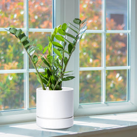 Phoenix Vine gift-ready planter ideal for office decor or housewarmings.