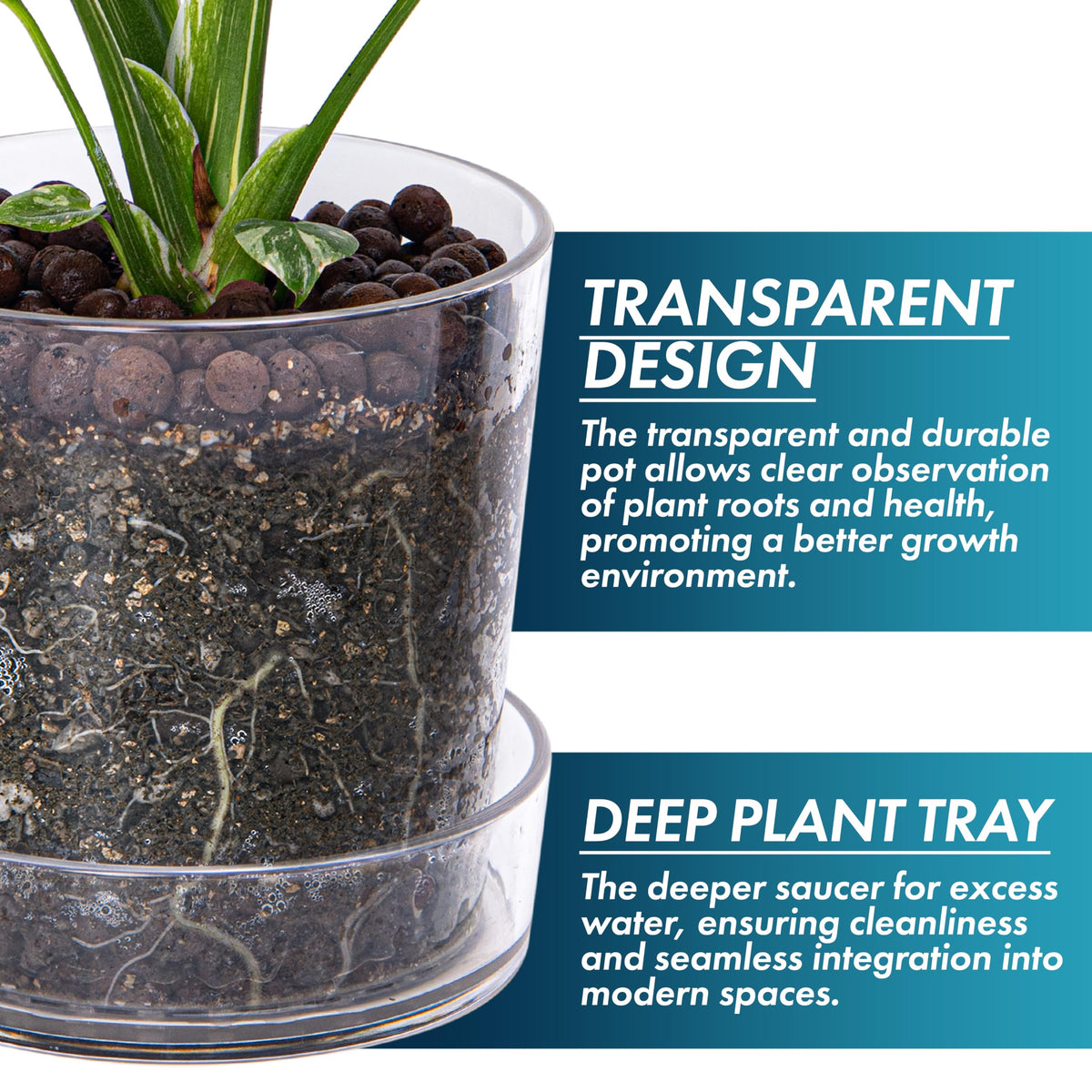 Phoenix Vine bottom-watering support helps nourish roots evenly.