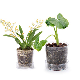Phoenix Vine clear acrylic planter 3.5-inch shows root growth for easy health checks.