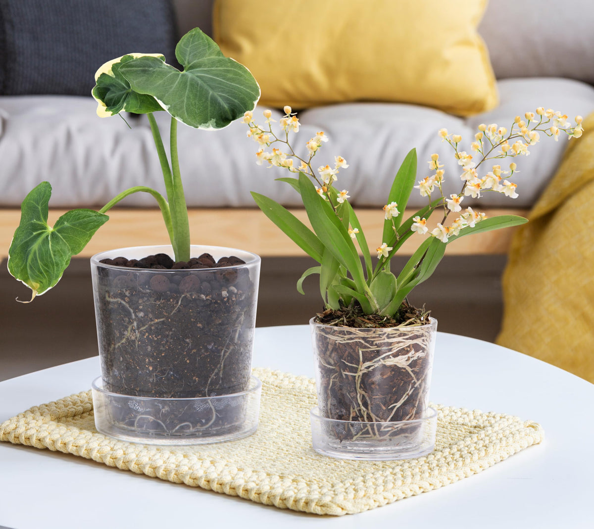 Phoenix Vine clear acrylic planter 4.5-inch provides visibility for larger plants.