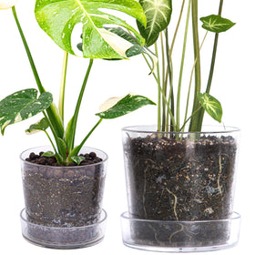 Phoenix Vine 6.5-inch clear acrylic planter shows root growth clearly.