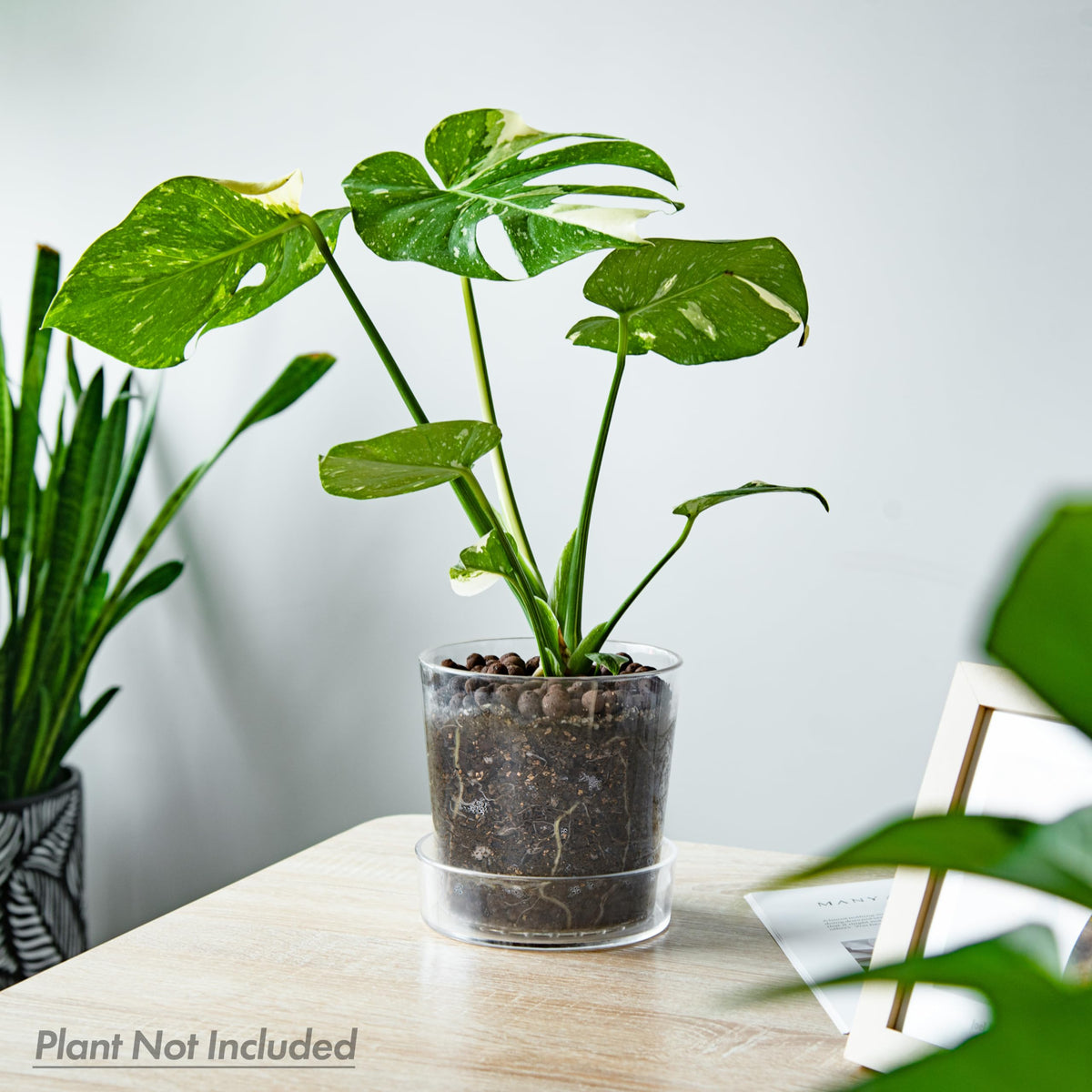 Phoenix Vine 8-inch clear acrylic planter adds modern style to any space.