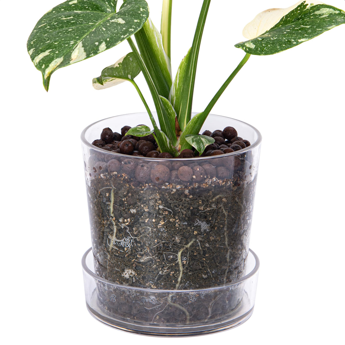 Phoenix Vine clear acrylic planter pot shows root growth for easy monitoring.