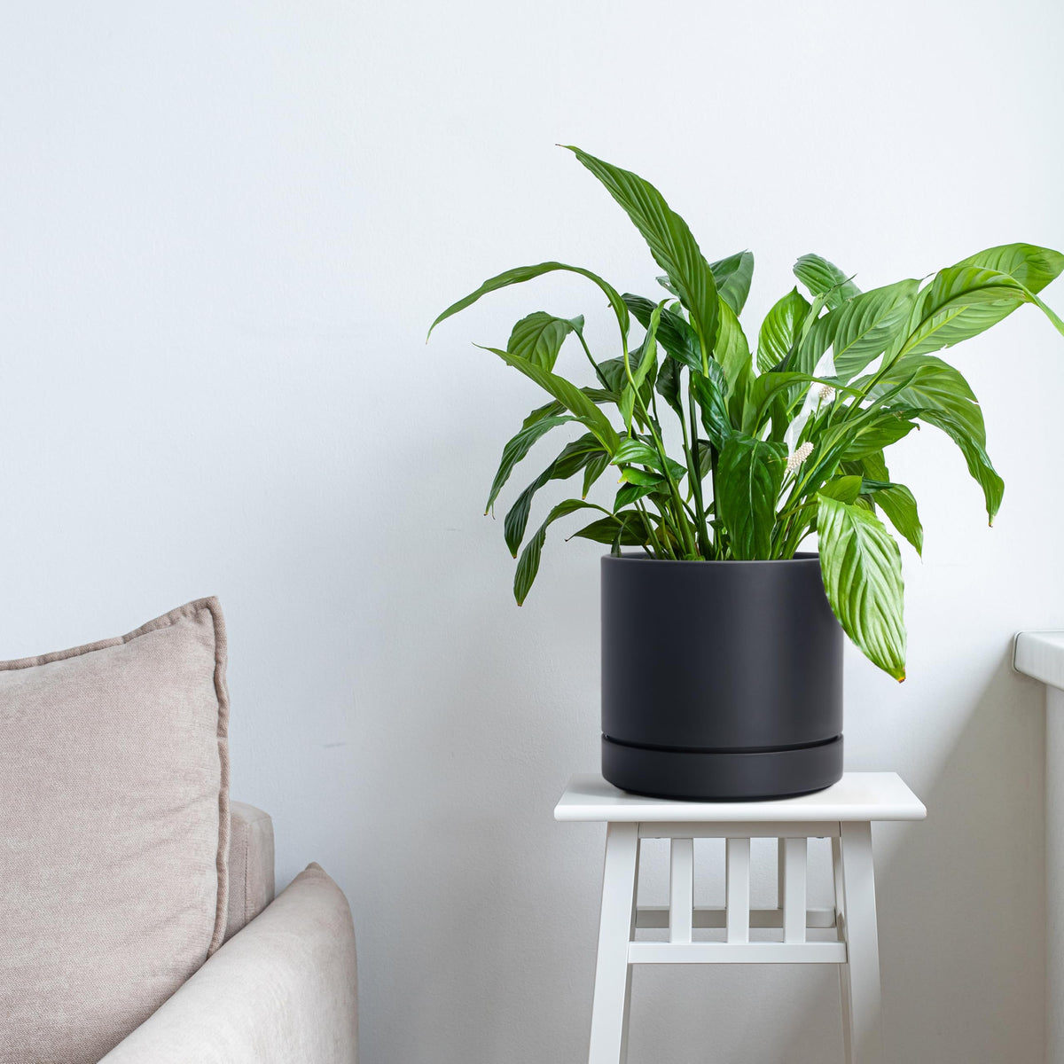 Phoenix Vine 6-inch matte black planter, gift-ready for homes and offices.