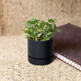 Phoenix Vine gift-ready planter highlighting elegant packaging and style.
