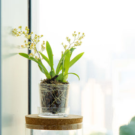 Phoenix Vine ideal for orchids, succulents, herbs, and flowering plants on desks or windowsills.