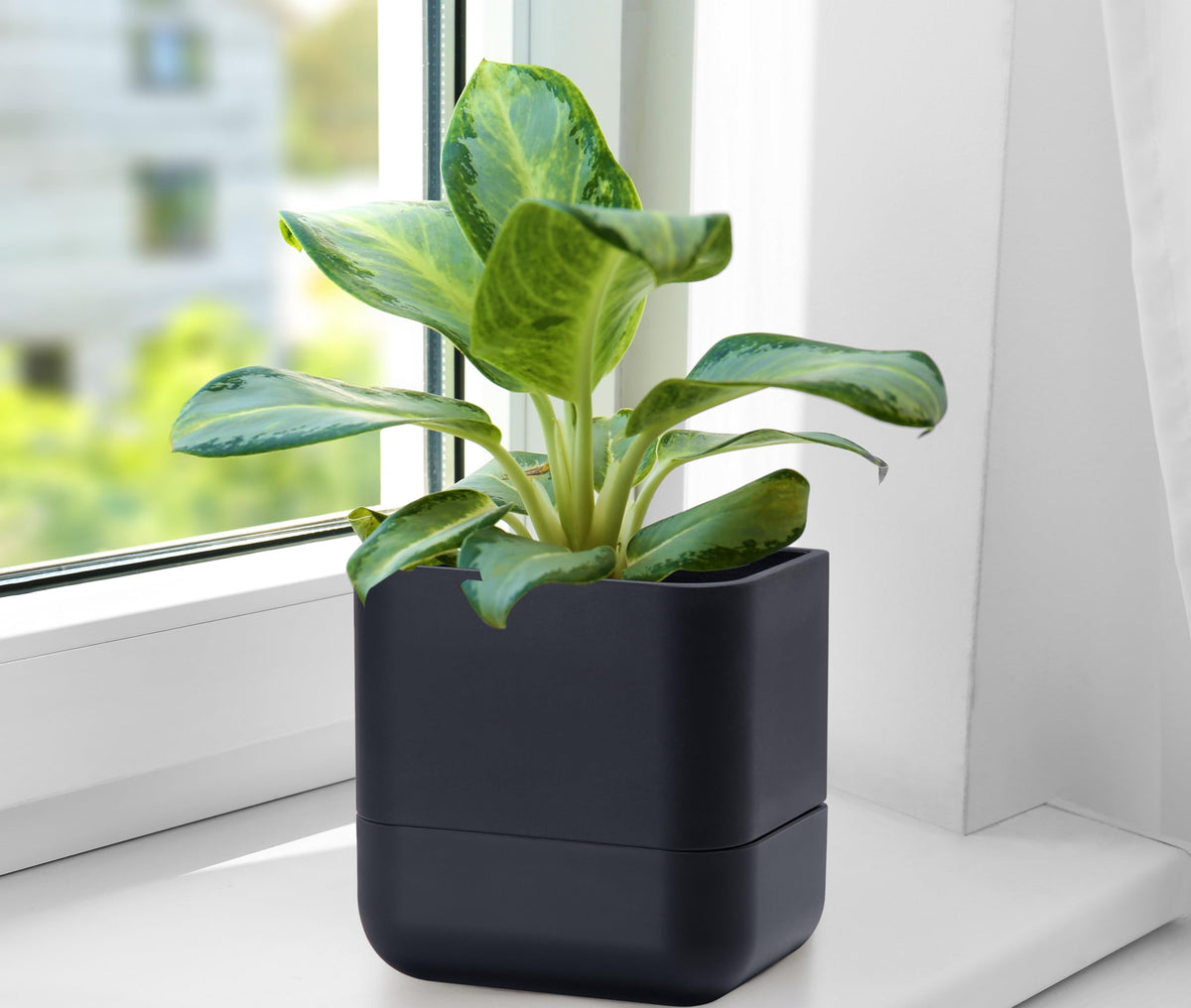 Phoenix Vine indoor gardening solution adds freshness to desks and kitchens.