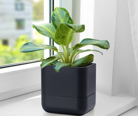 Phoenix Vine indoor gardening solution adds freshness to desks and kitchens.