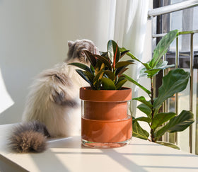 Phoenix Vine indoor plant display conveys compact footprint ideal for desks