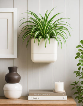 Phoenix Vine indoor herbs and small plants setup