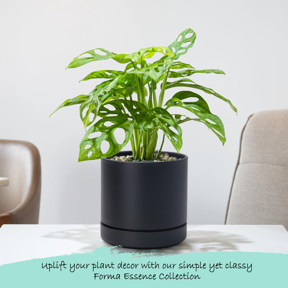 Phoenix Vine minimalist design enhances desks and shelves with subtle elegance.