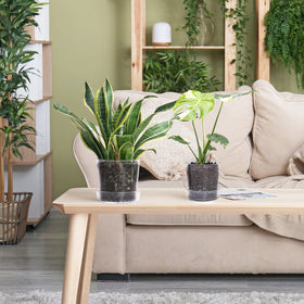 Phoenix Vine transparent nursery-style planters for seedlings and herbs.