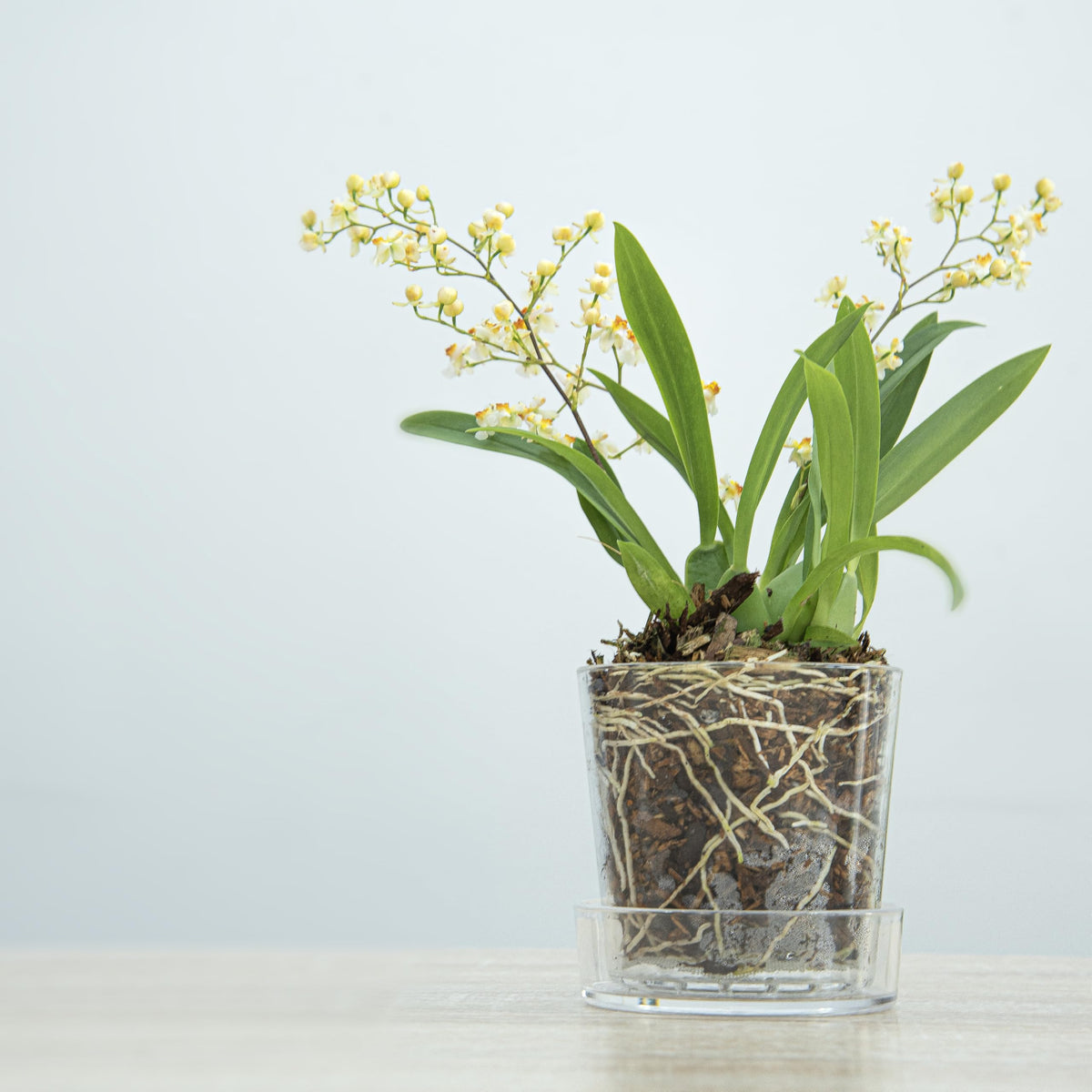 Phoenix Vine orchid pot with drainage holes promotes healthy roots with controlled watering.