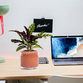 Phoenix Vine planted in terracotta pot on desk demonstrates home decor versatility.