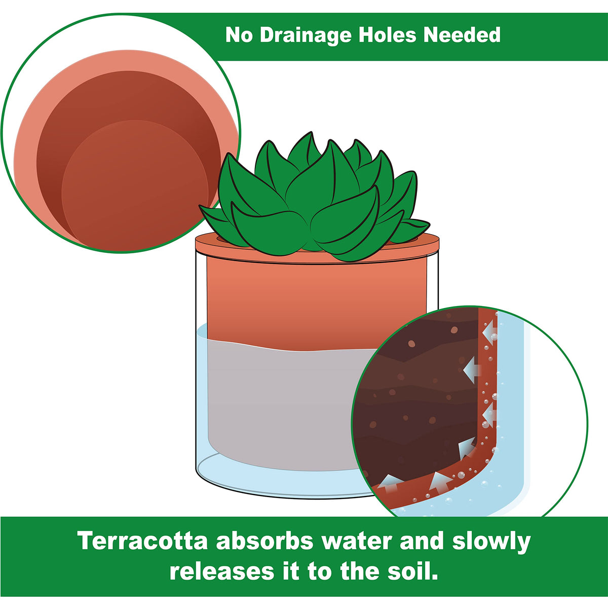 Phoenix Vine self-watering glass container close-up shows water level visibility for easy monitoring.