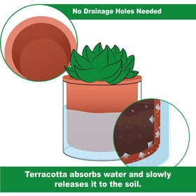 Phoenix Vine self-watering glass container close-up shows water level visibility for easy monitoring.