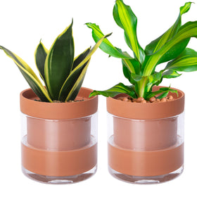 Phoenix Vine 6-inch self-watering planter front view with glass reservoir for indoor plants.