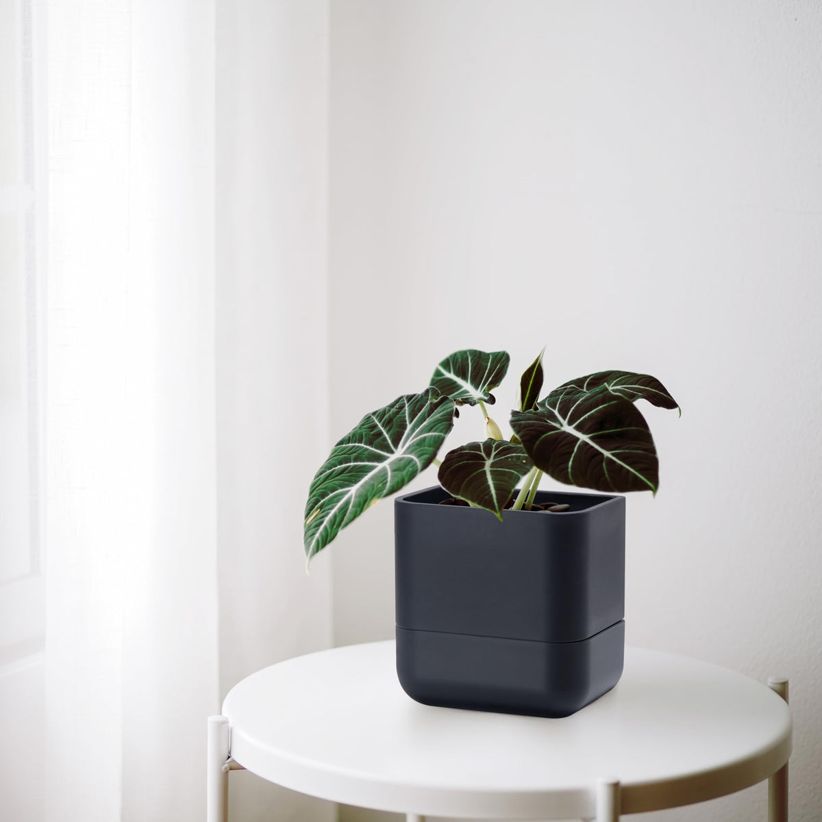 Phoenix Vine set of 3 provides ready-made vertical greenery across spaces.