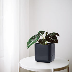 Phoenix Vine set of 3 provides ready-made vertical greenery across spaces.