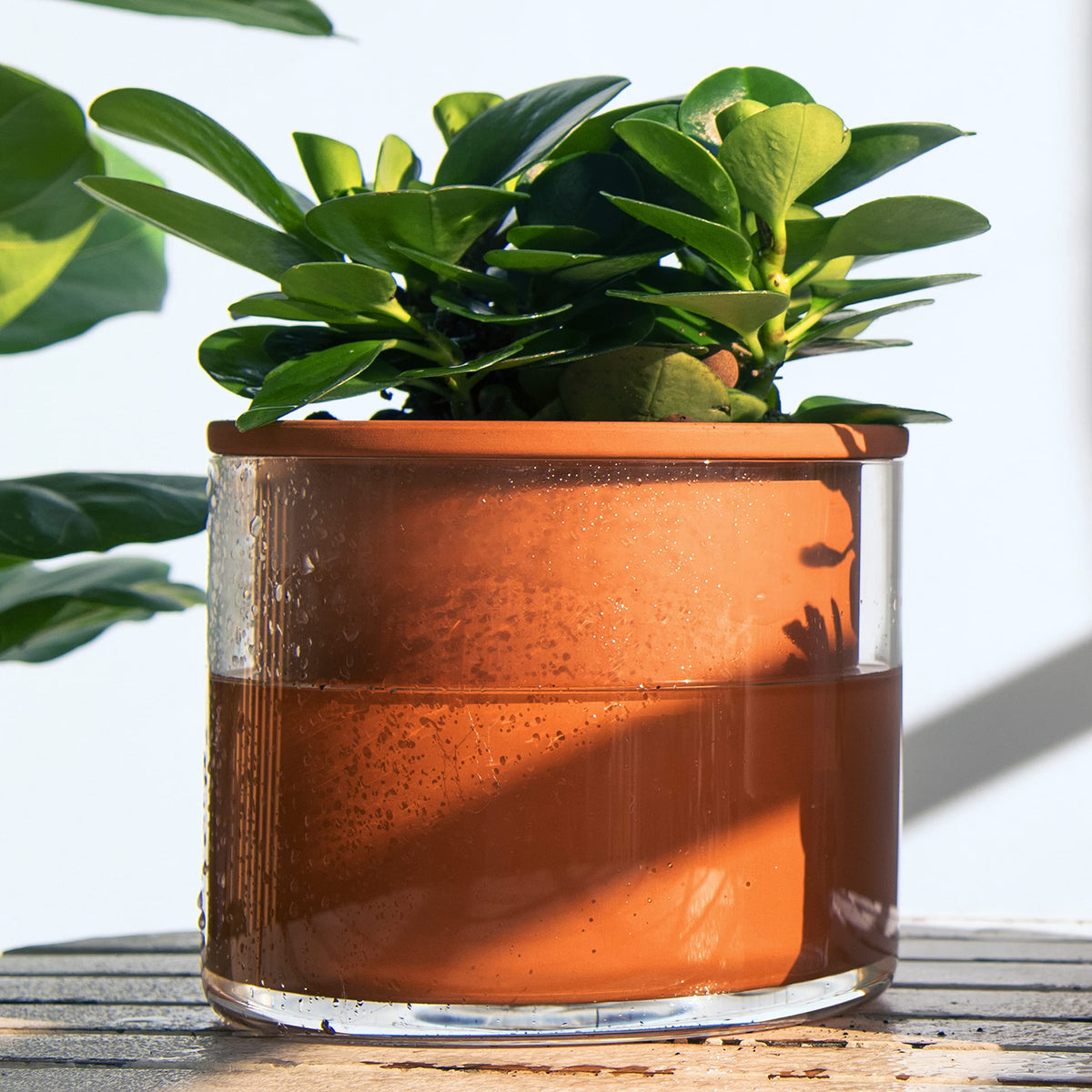 Phoenix Vine terracotta and glass detail highlights natural breathability and modern design.