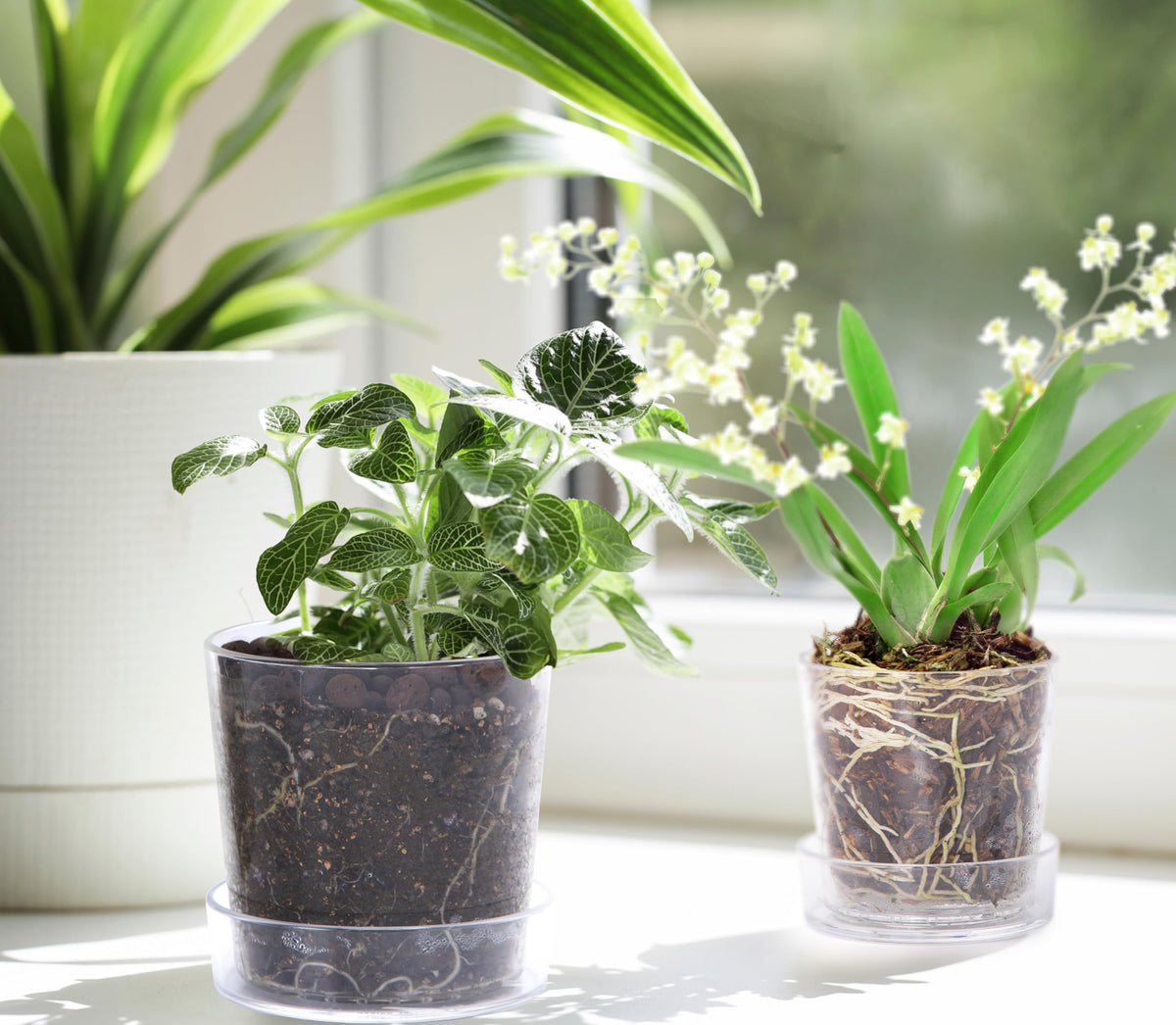 Phoenix Vine transparent indoor plant pot ideal for herbs and succulents.