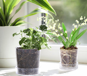 Phoenix Vine transparent indoor plant pot ideal for herbs and succulents.