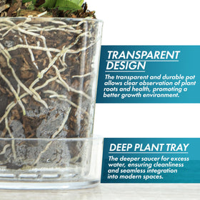 Phoenix Vine transparent container view lets you monitor root growth at a glance.