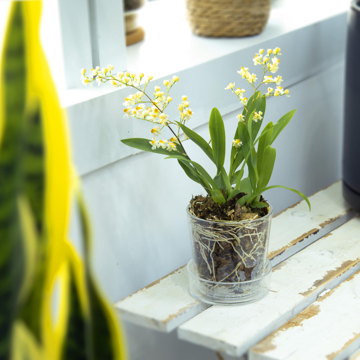 Phoenix Vine window-sill indoor plant display highlights compact design and style.