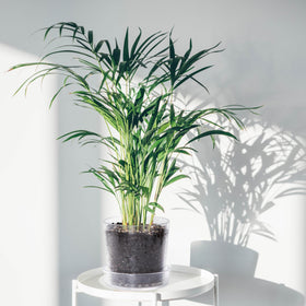 Phoenix Vine durable acrylic pot designed for long-lasting indoor use.