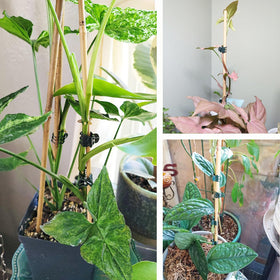 Phueglado seedling clips secure young plants for steady growth