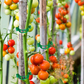 Phueglado versatile clips support tomato, cucumber, roses and orchids.