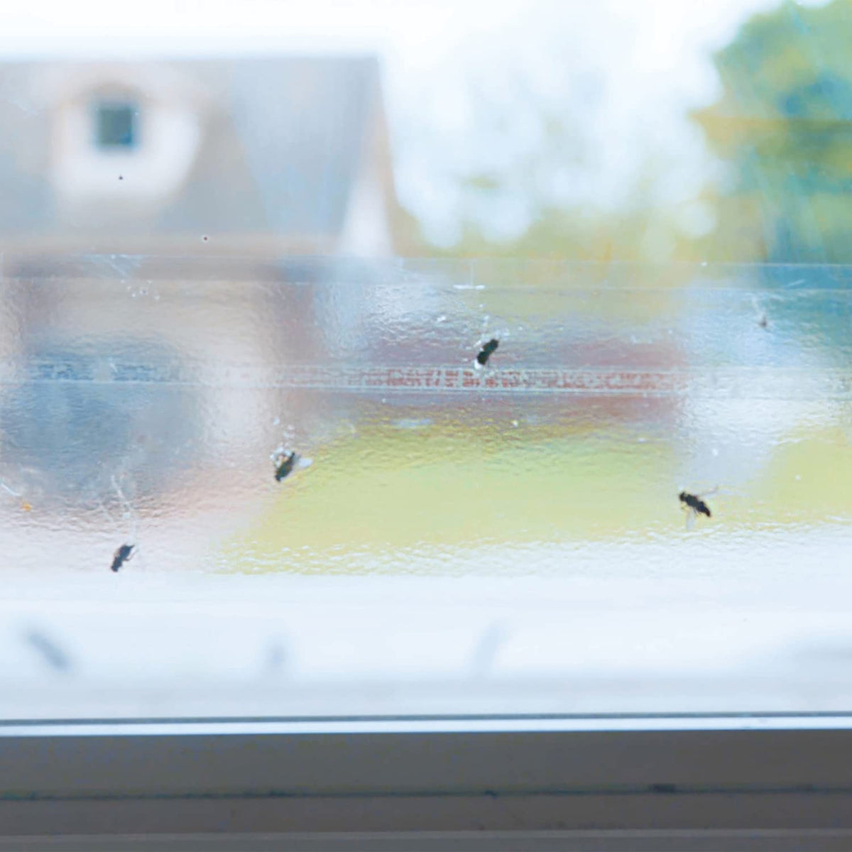 PIC Raid Window Fly Trap 4-pack on window sill showing simple setup