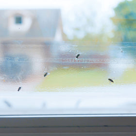 PIC Raid Window Fly Trap 4-pack on window sill showing simple setup