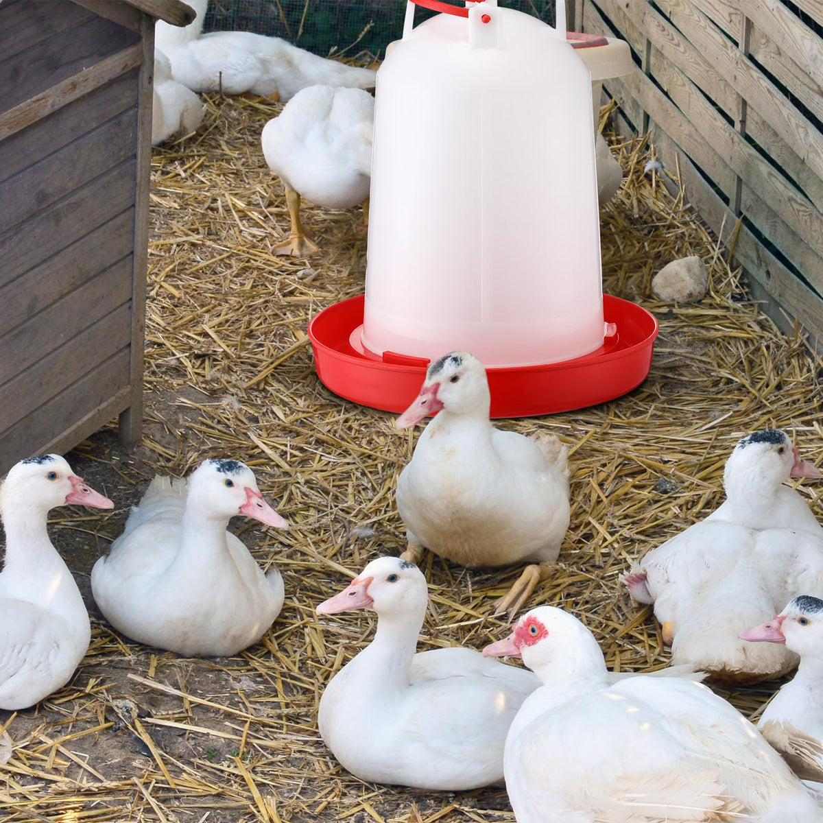 Pickmesh 2-gallon waterer in use outdoors supporting multiple birds.