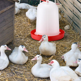 Pickmesh 2-gallon waterer in use outdoors supporting multiple birds.