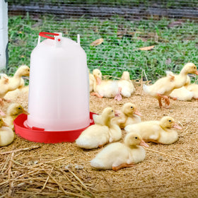 Pickmesh automatic gravity waterer supports steady water supply for poultry.