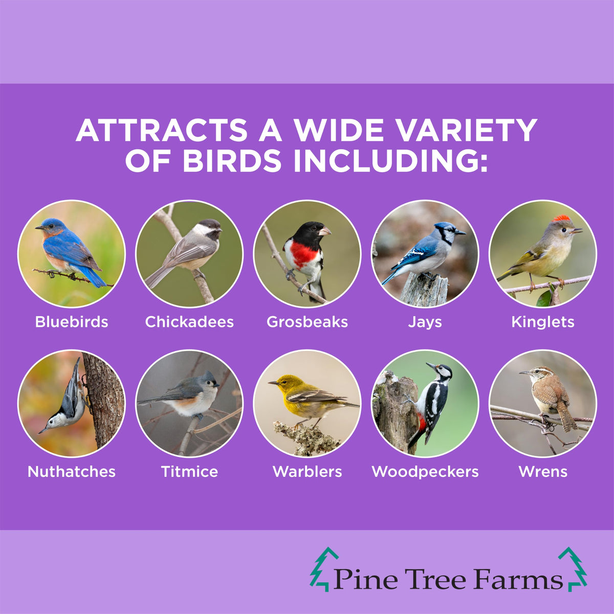 Pine Tree Farms Never Melt Berry Suet Cakes in a feeder offering mess-free bird feeding.