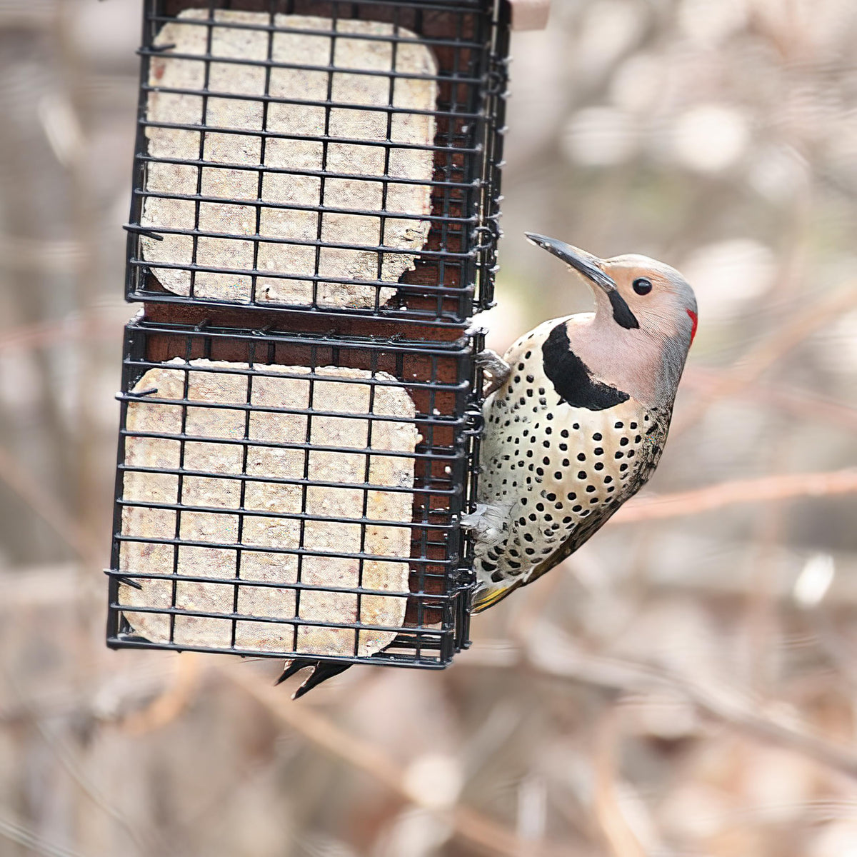 Pine Tree Farms insect suet cake close-up with visible ingredients for birds.