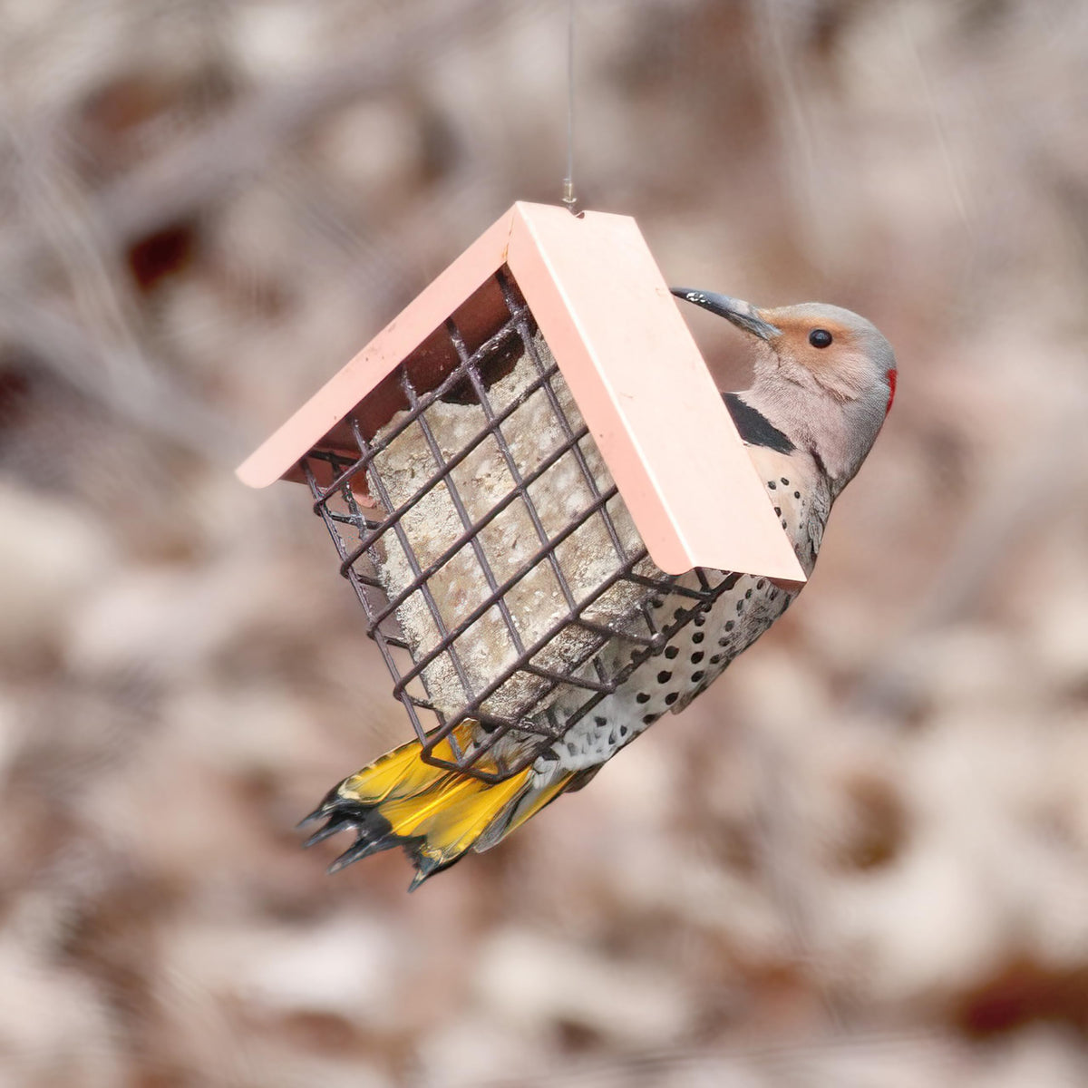 Pine Tree Farms Never Melt Suet Cake on a hanging feeder without mess