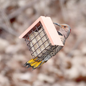 Pine Tree Farms Never Melt Suet Cake on a hanging feeder without mess